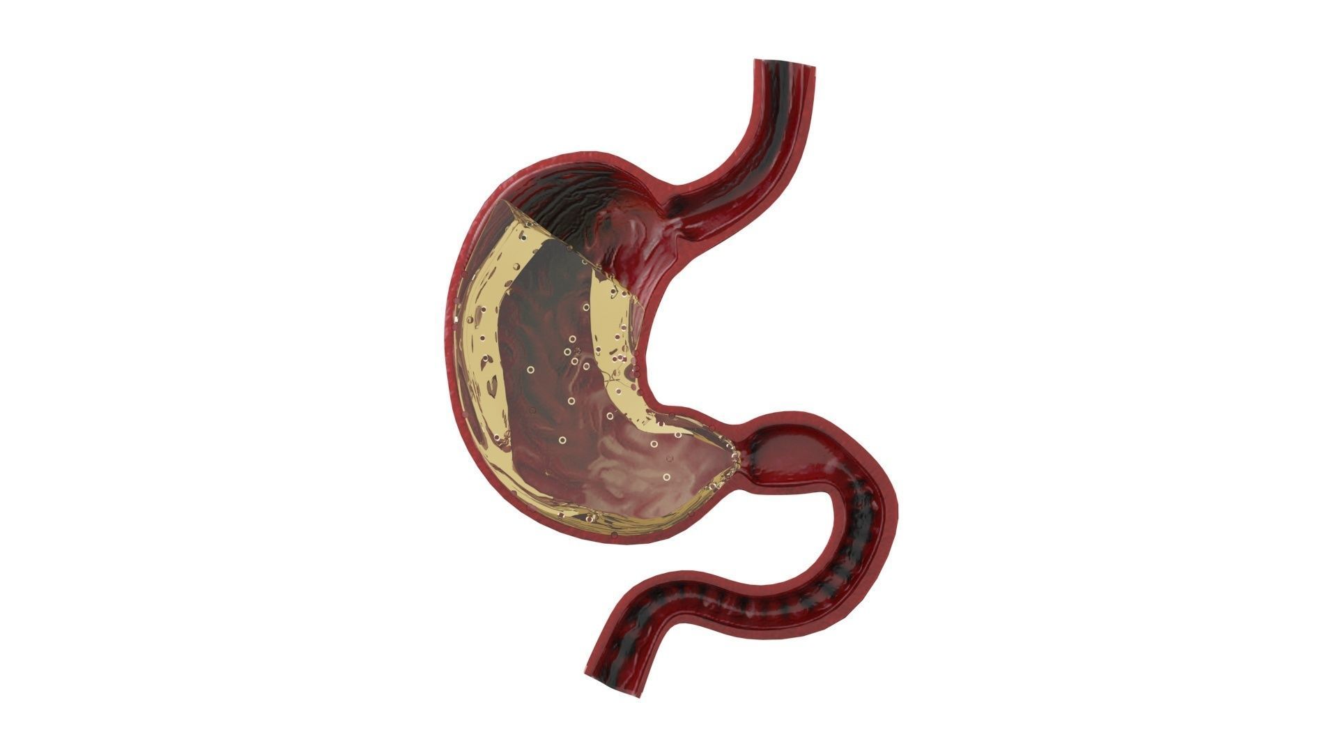 Gastric Acid In Stomach 3D model_13