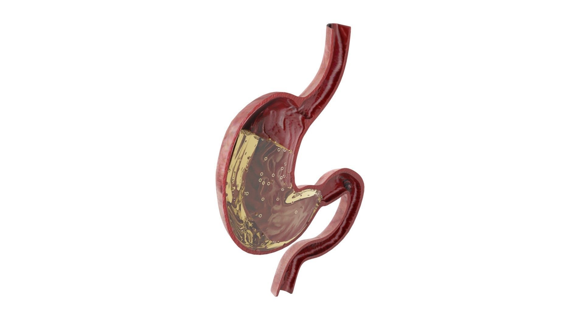Gastric Acid In Stomach 3D model_7