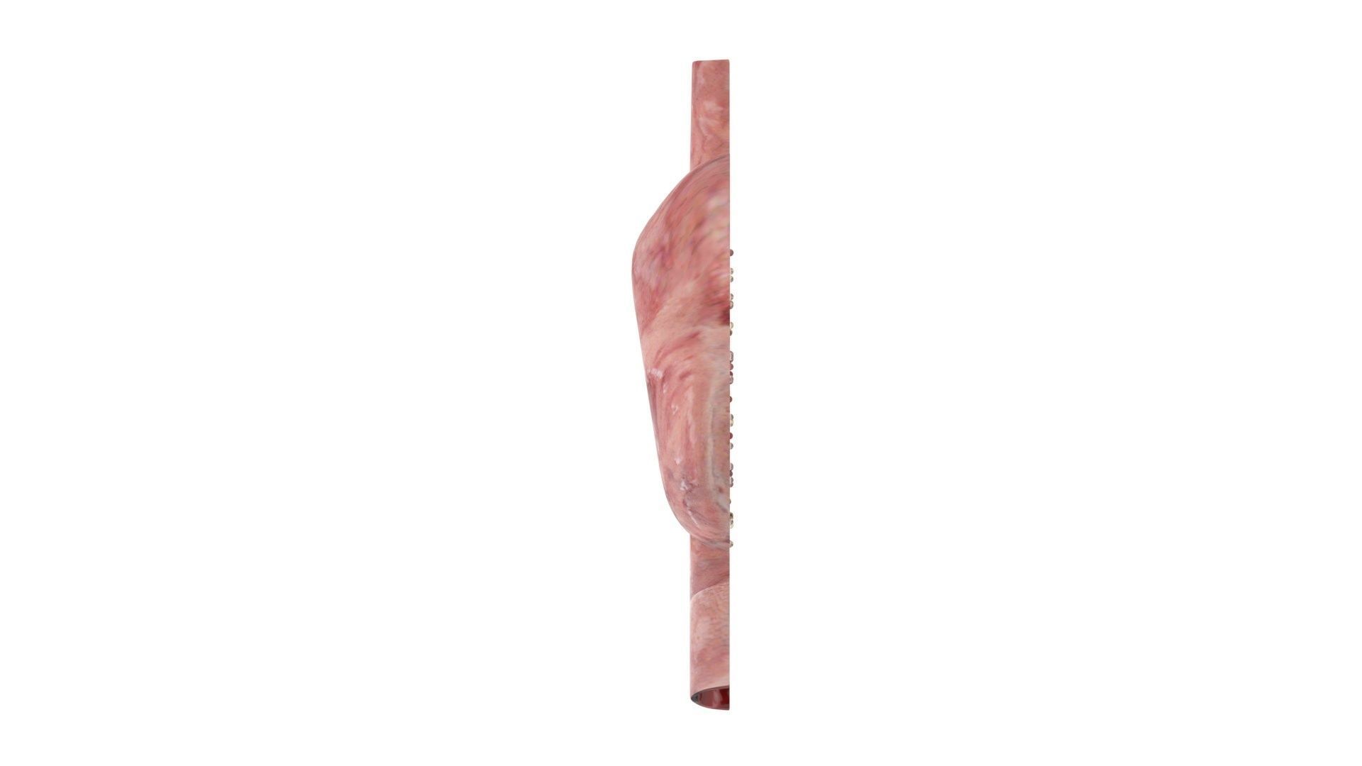 Gastric Acid In Stomach 3D model_14