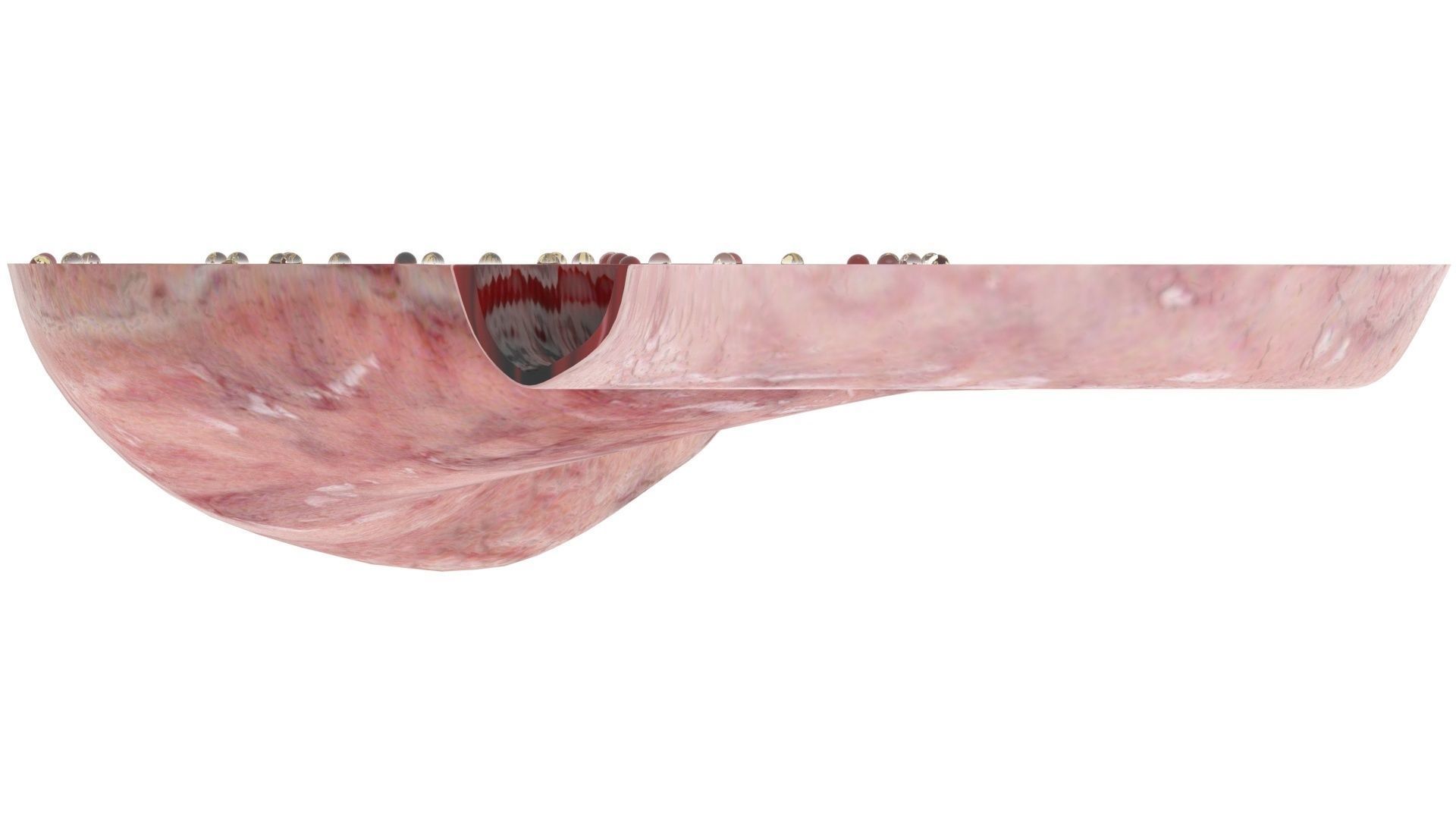 Gastric Acid In Stomach 3D model_15