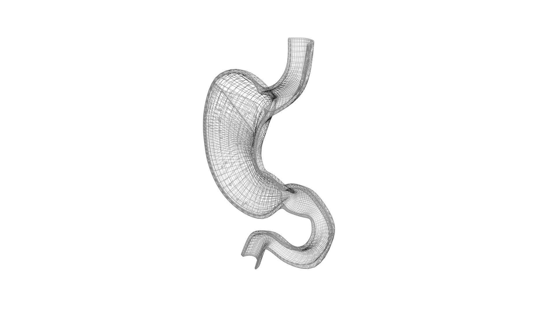 Gastric Acid In Stomach 3D model_20