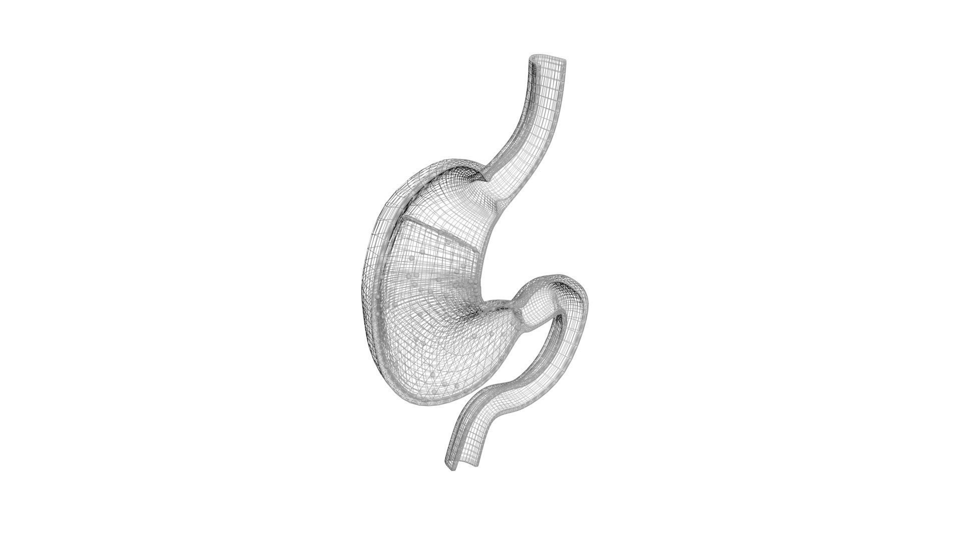 Gastric Acid In Stomach 3D model_19