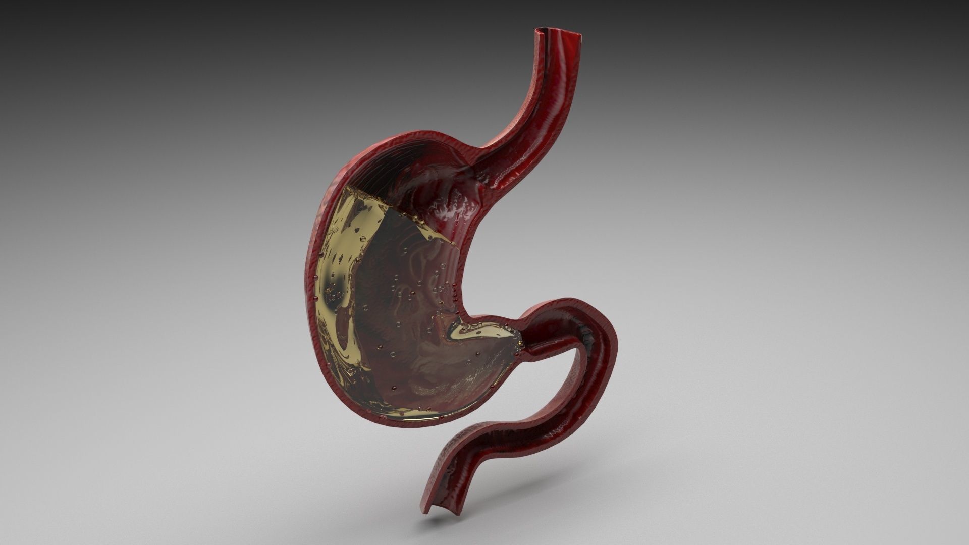 Gastric Acid In Stomach 3D model_4