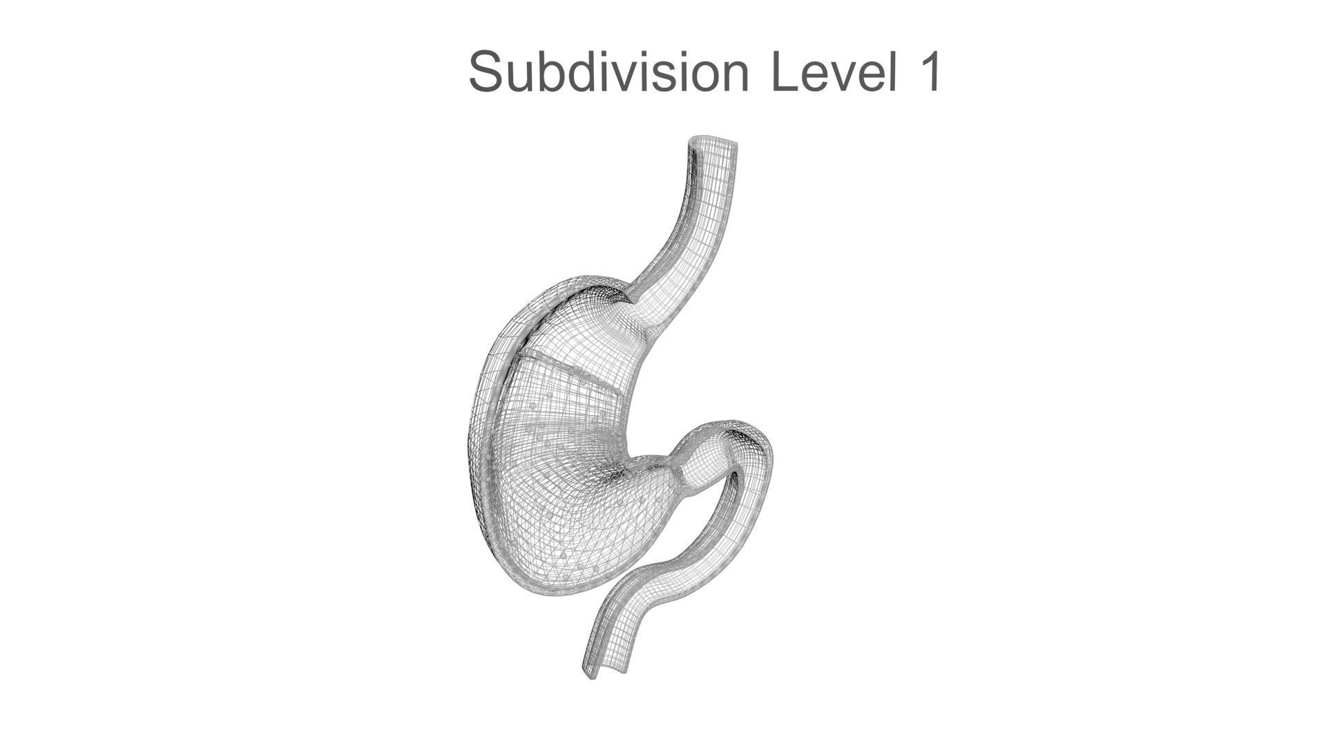 Gastric Acid In Stomach 3D model_24