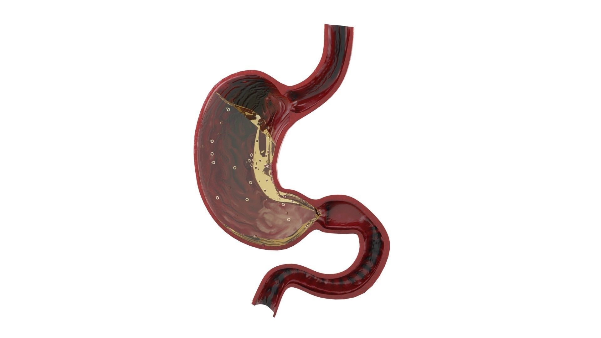 Gastric Acid In Stomach 3D model_8