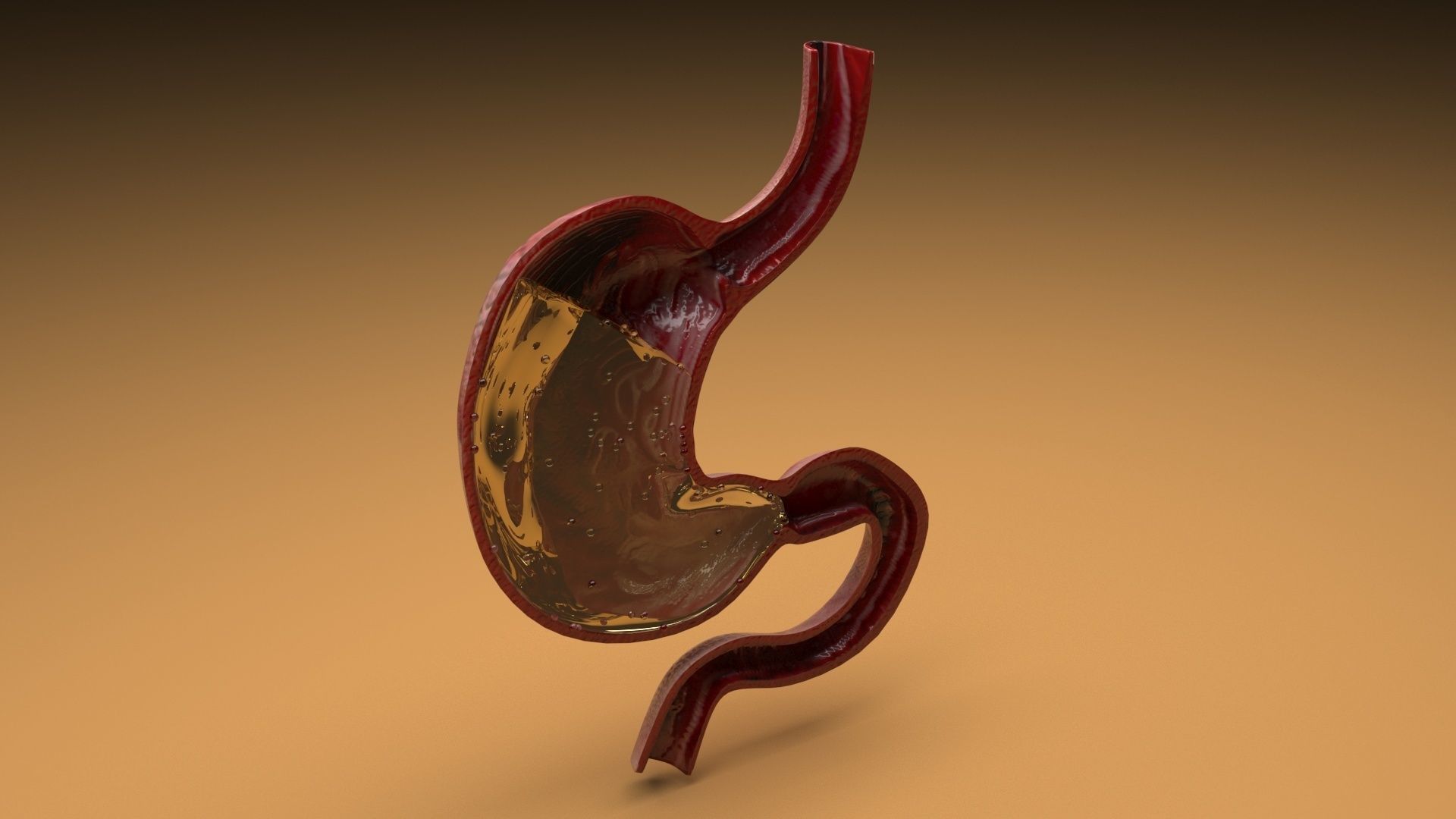Gastric Acid In Stomach 3D model_5