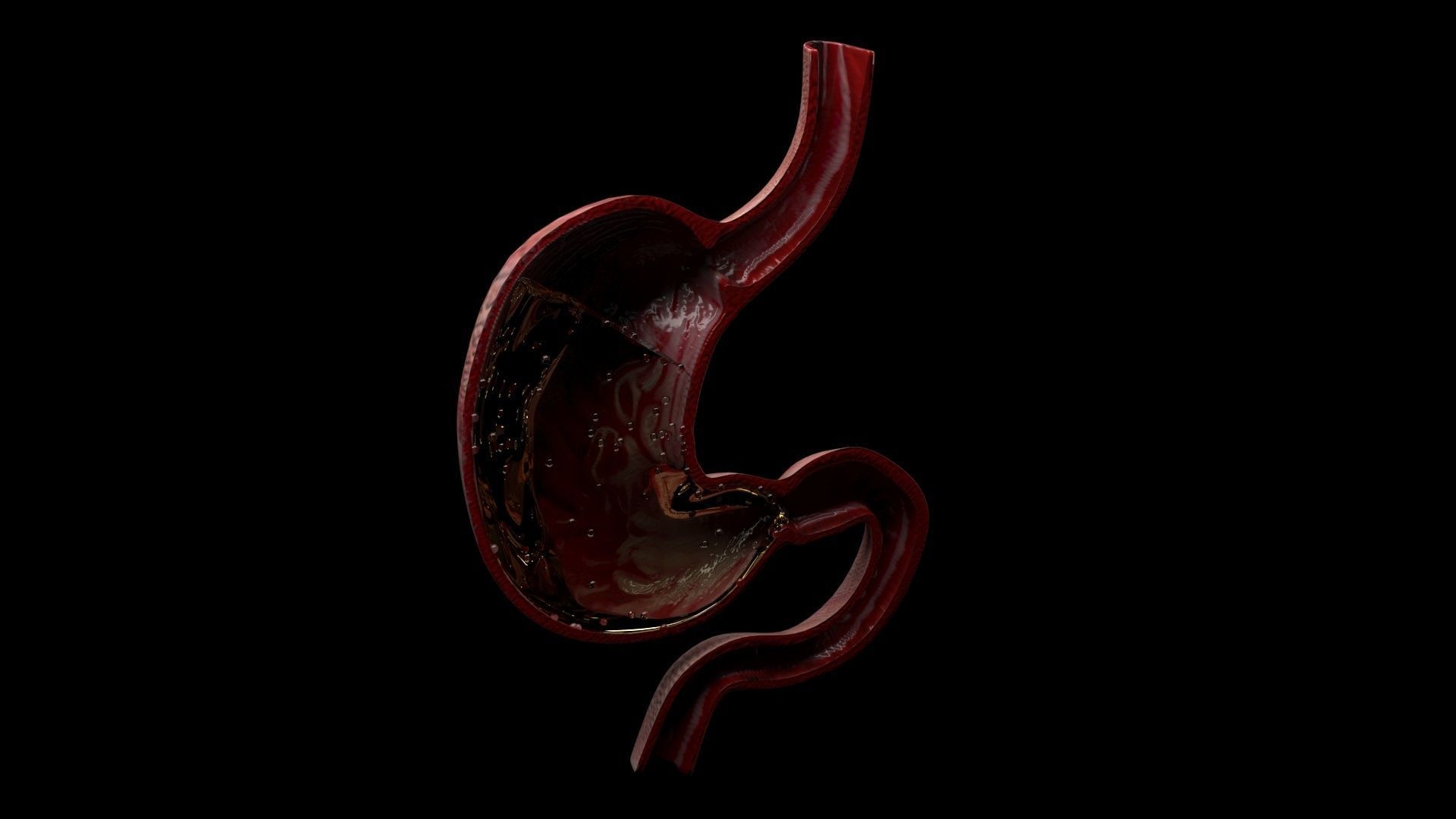 Gastric Acid In Stomach 3D model_6