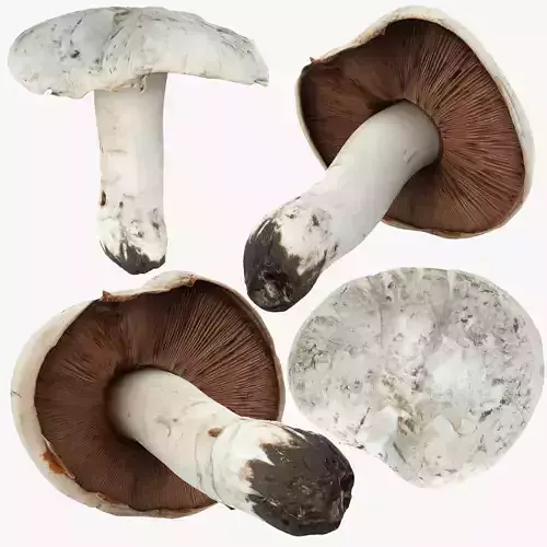 Mushroom or toadstool