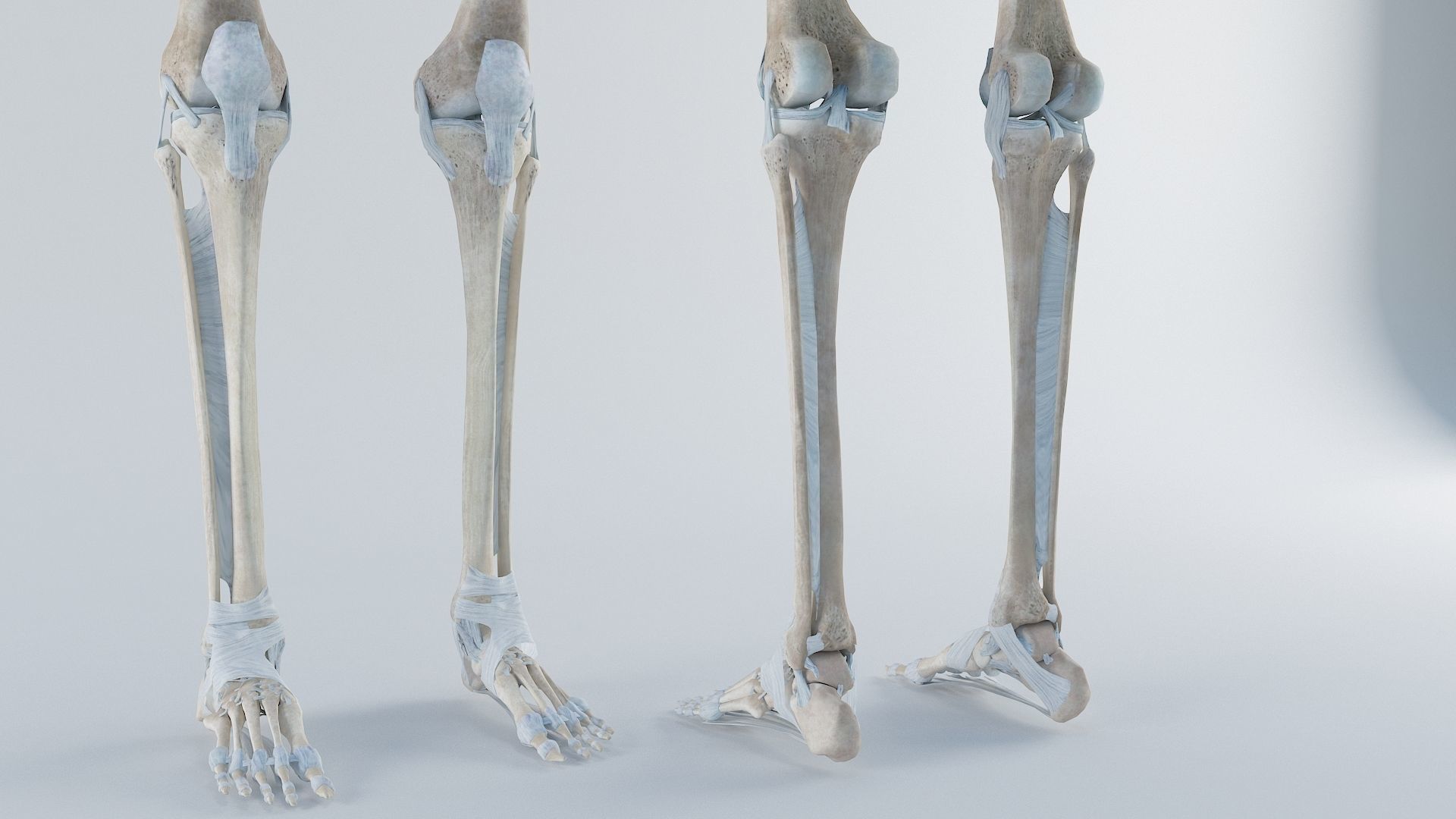 anatomically accurate human skeleton 3D model_5