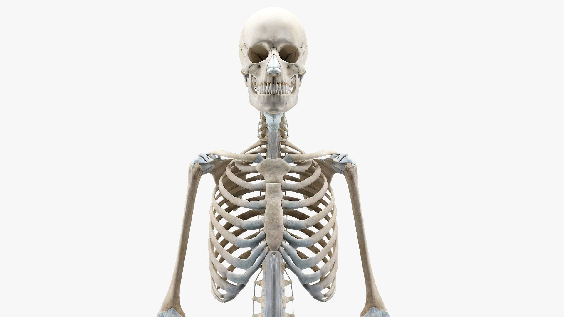 anatomically accurate human skeleton 3D model_2