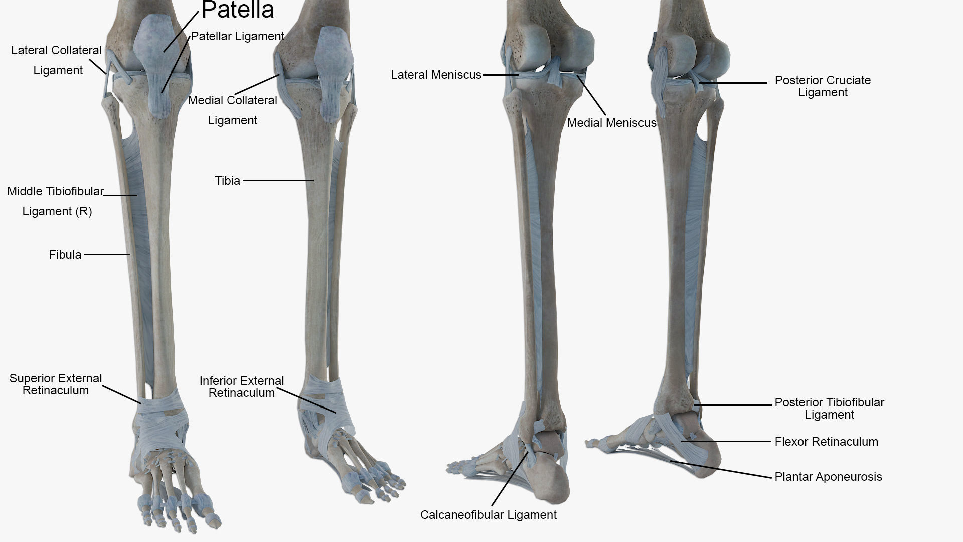 anatomically accurate human skeleton 3D model_7