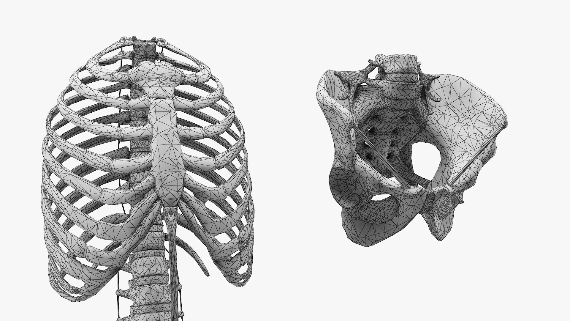 anatomically accurate human skeleton 3D model_10