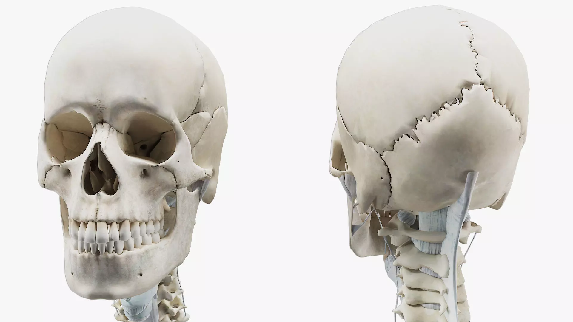anatomically accurate human skeleton 3D model_0