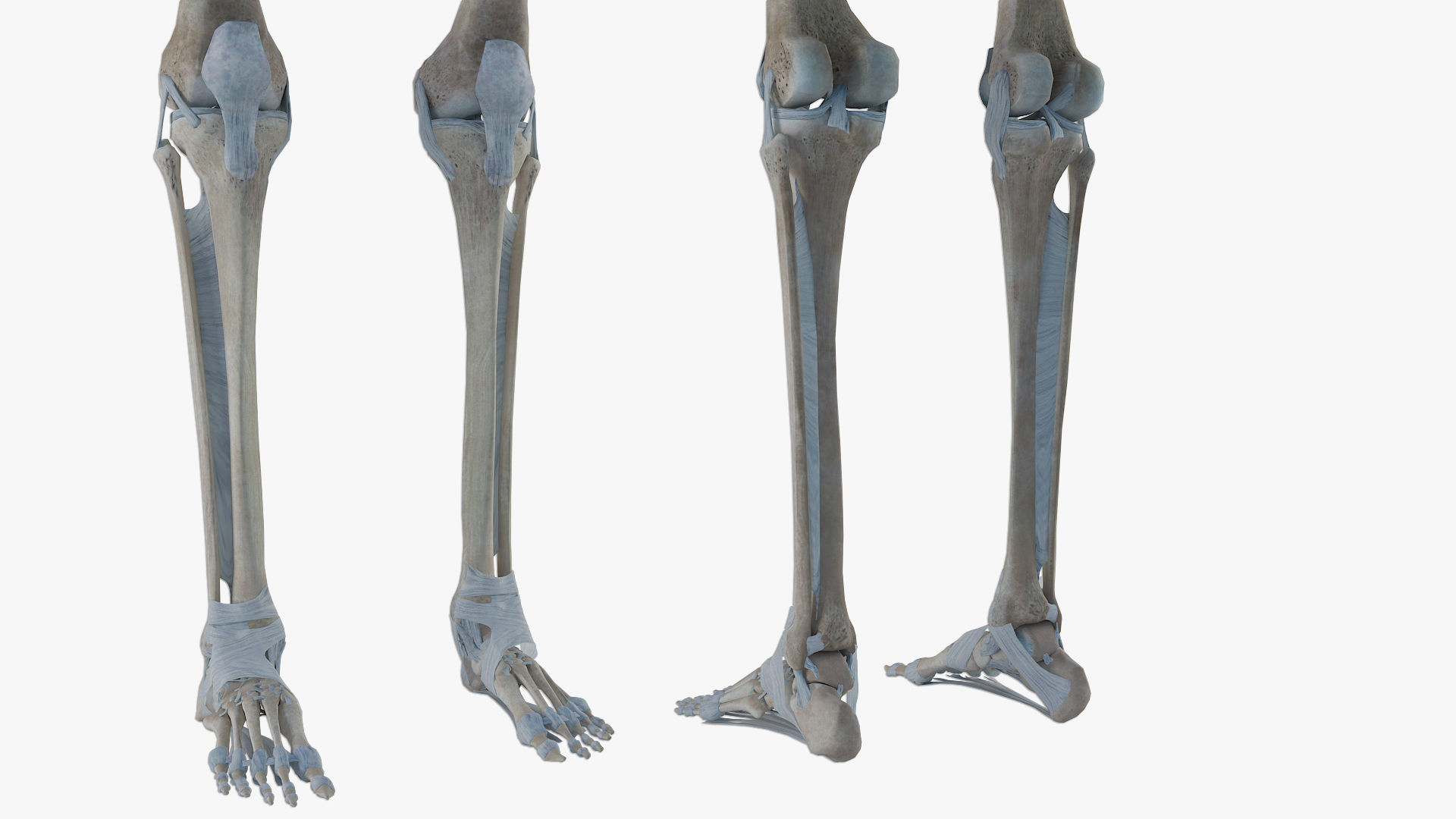 anatomically accurate human skeleton 3D model_6