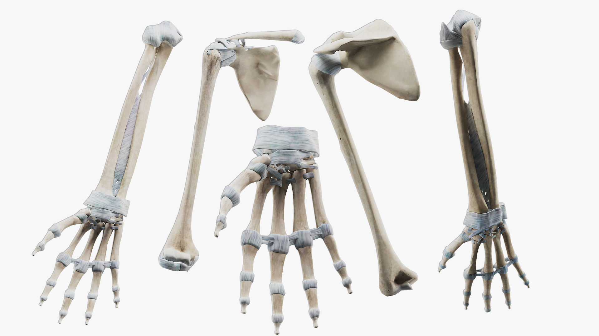 anatomically accurate human skeleton 3D model_11