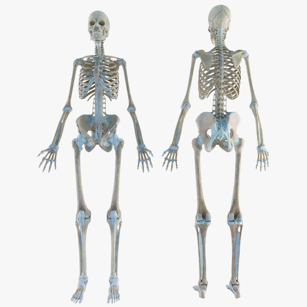 anatomically accurate human skeleton 3D model_3