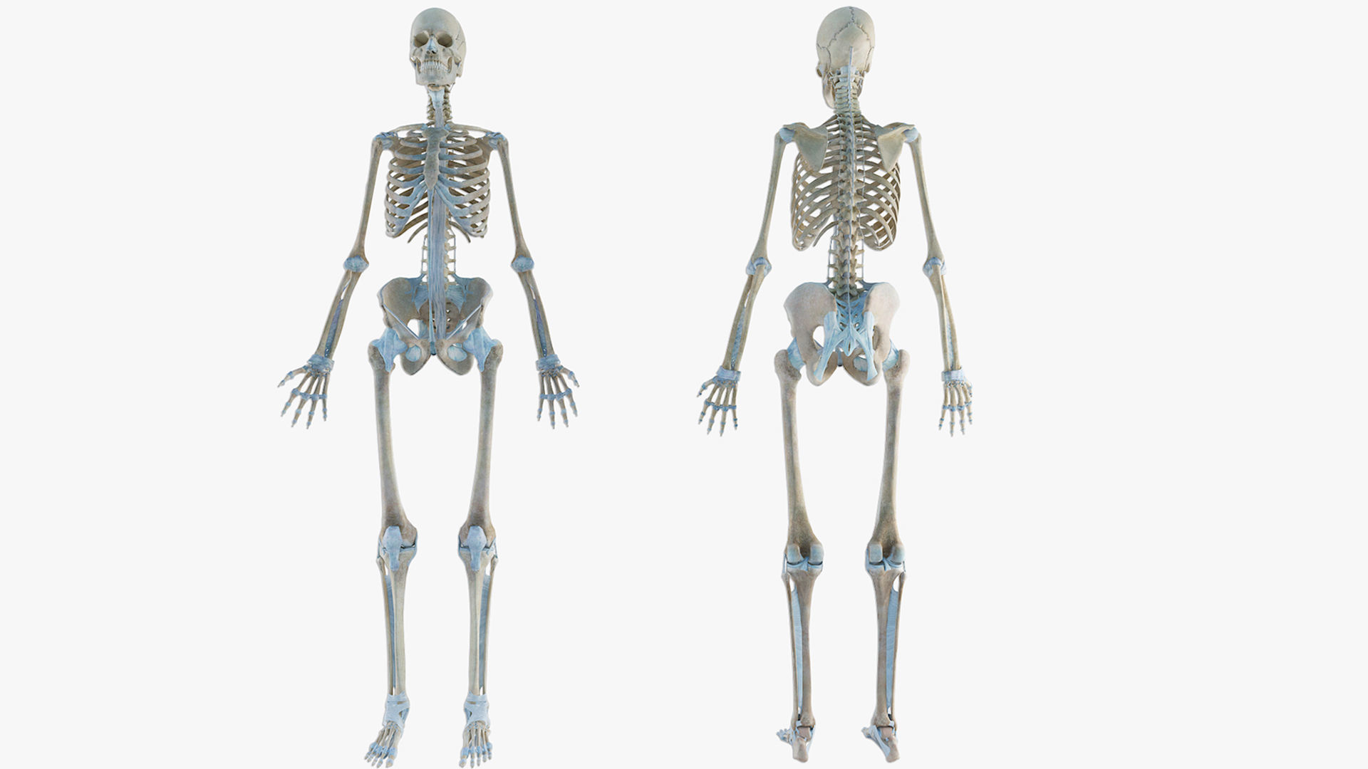 anatomically accurate human skeleton 3D model_4