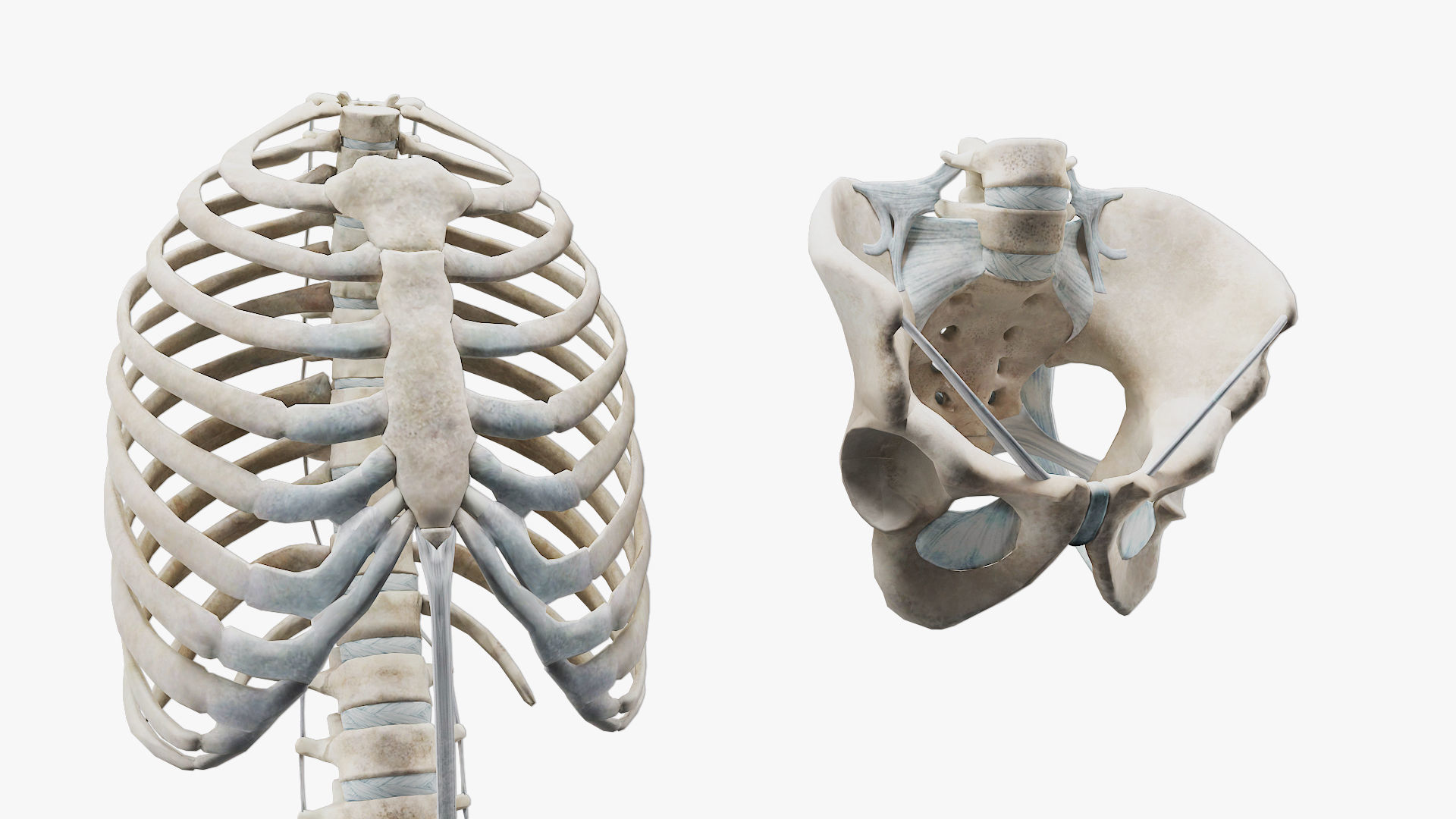 anatomically accurate human skeleton 3D model_9