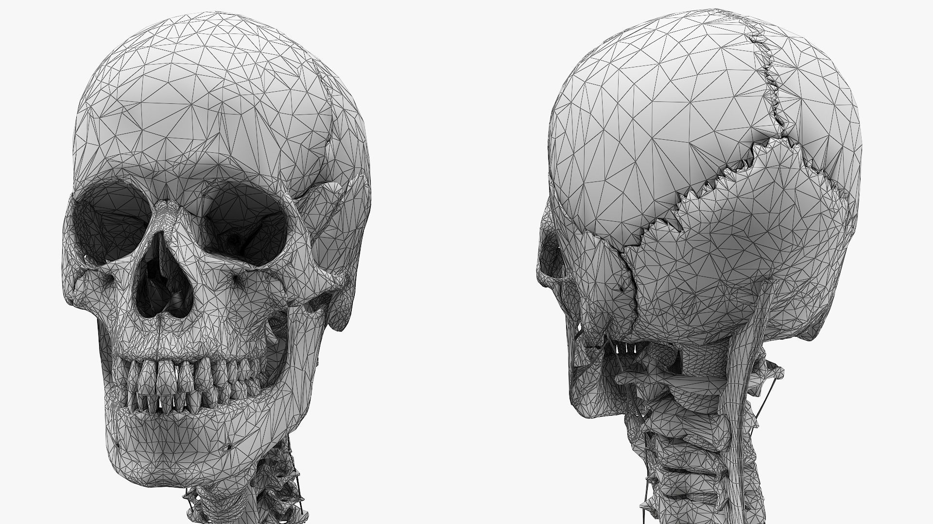 anatomically accurate human skeleton 3D model_8