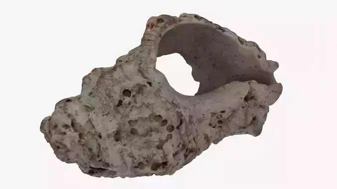 a realistic 3d scan conch Low-poly 3D model