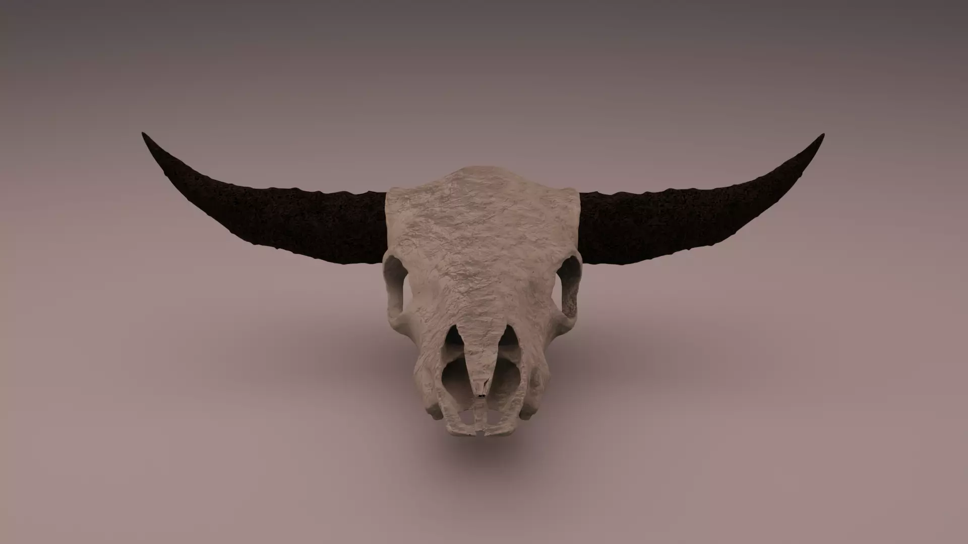 Cow head skull 3D model_0