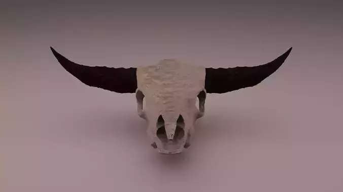 Cow head skull