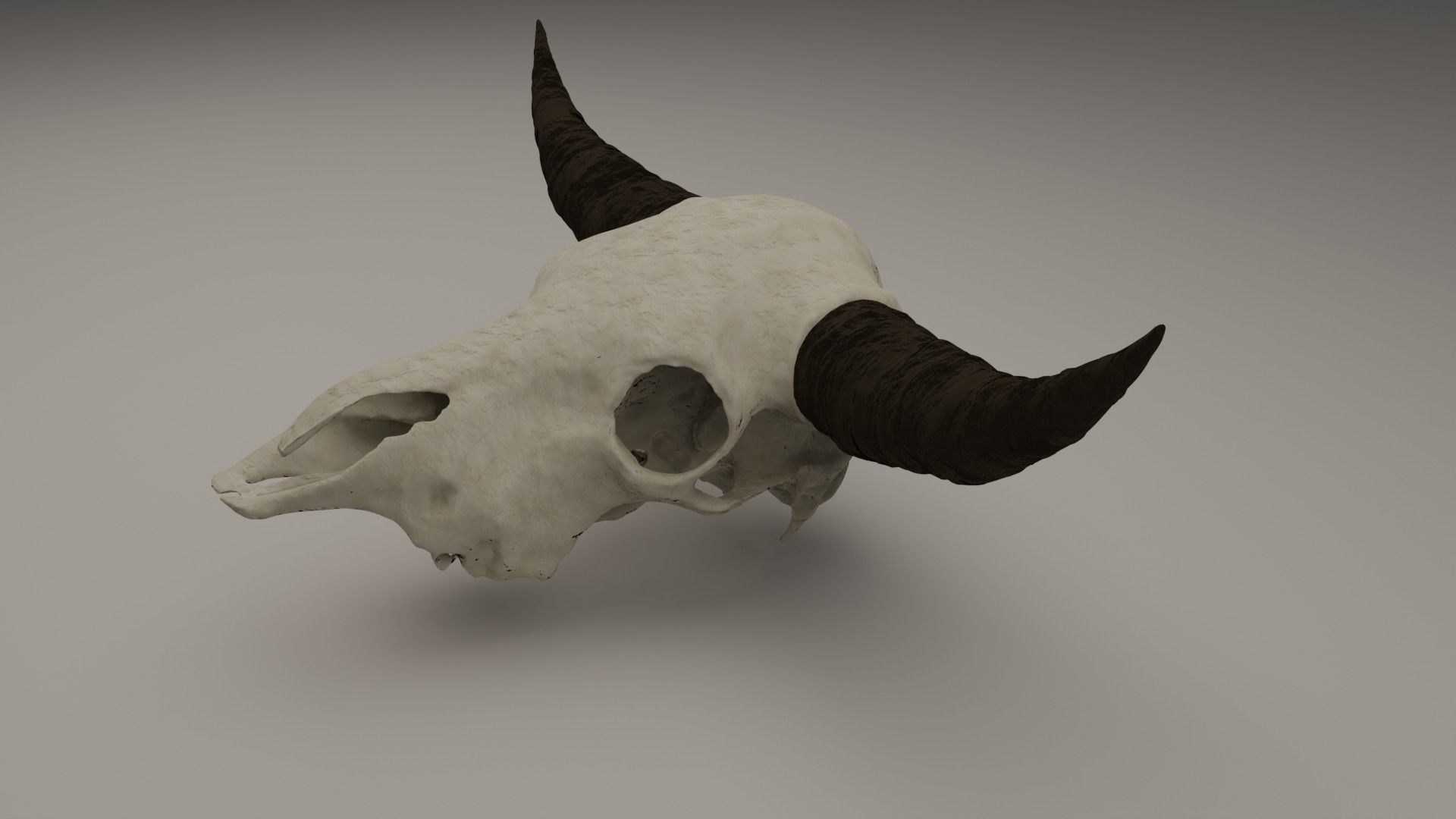 Cow head skull 3D model_1