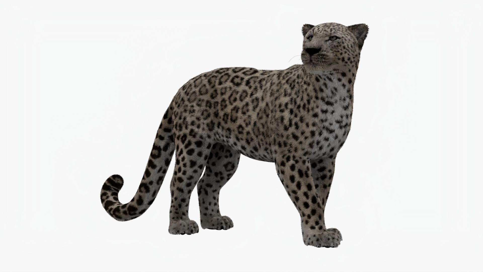 MAYA XGEN Fur Animated Leopard Low-poly 3D model_7