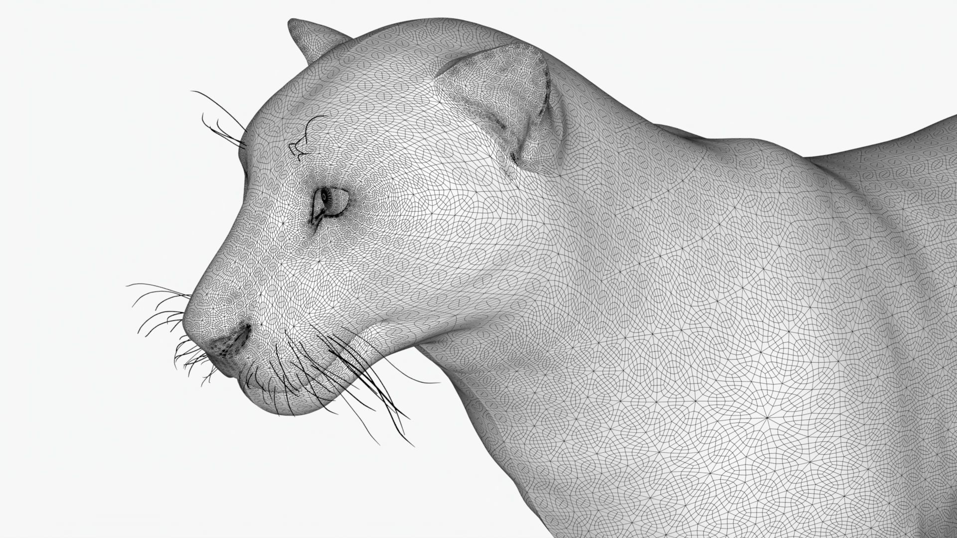 MAYA XGEN Fur Animated Leopard Low-poly 3D model_9