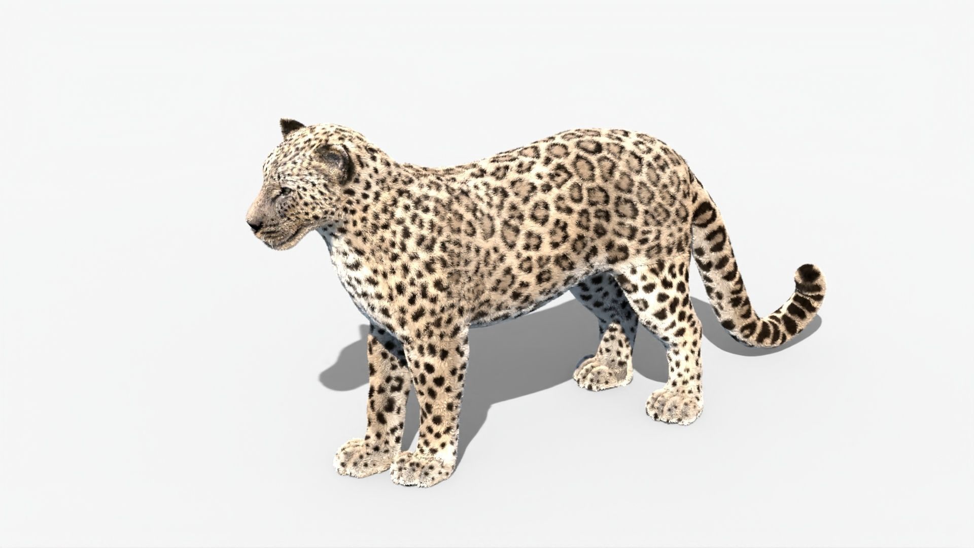 MAYA XGEN Fur Animated Leopard Low-poly 3D model_1