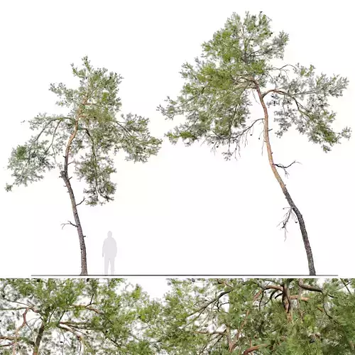 Pine tree 14 3D model