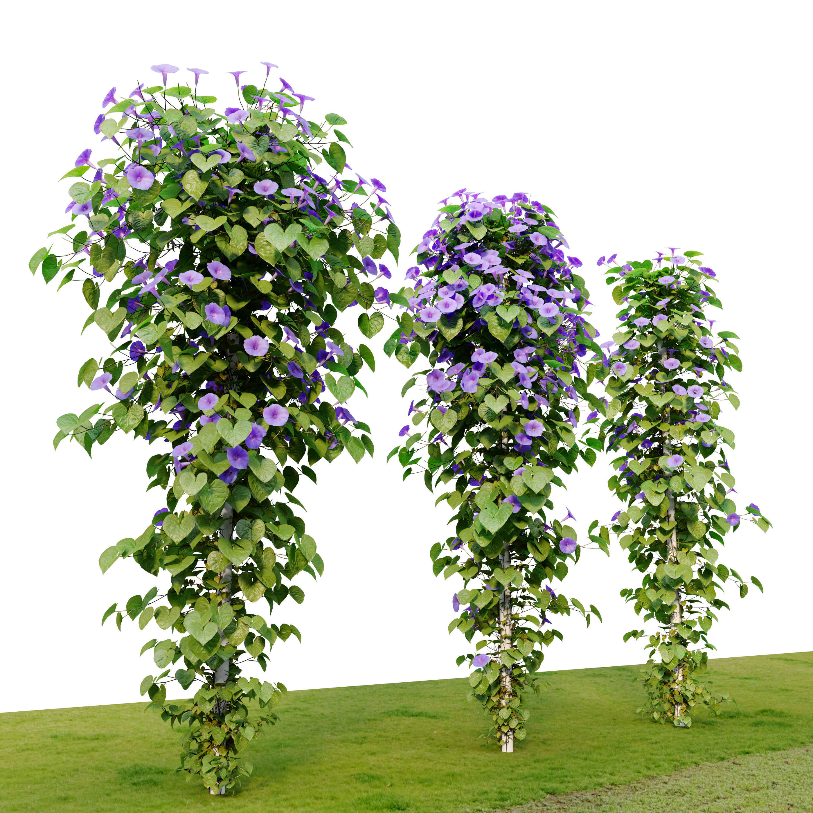 Ipomoea indica 3D model_2