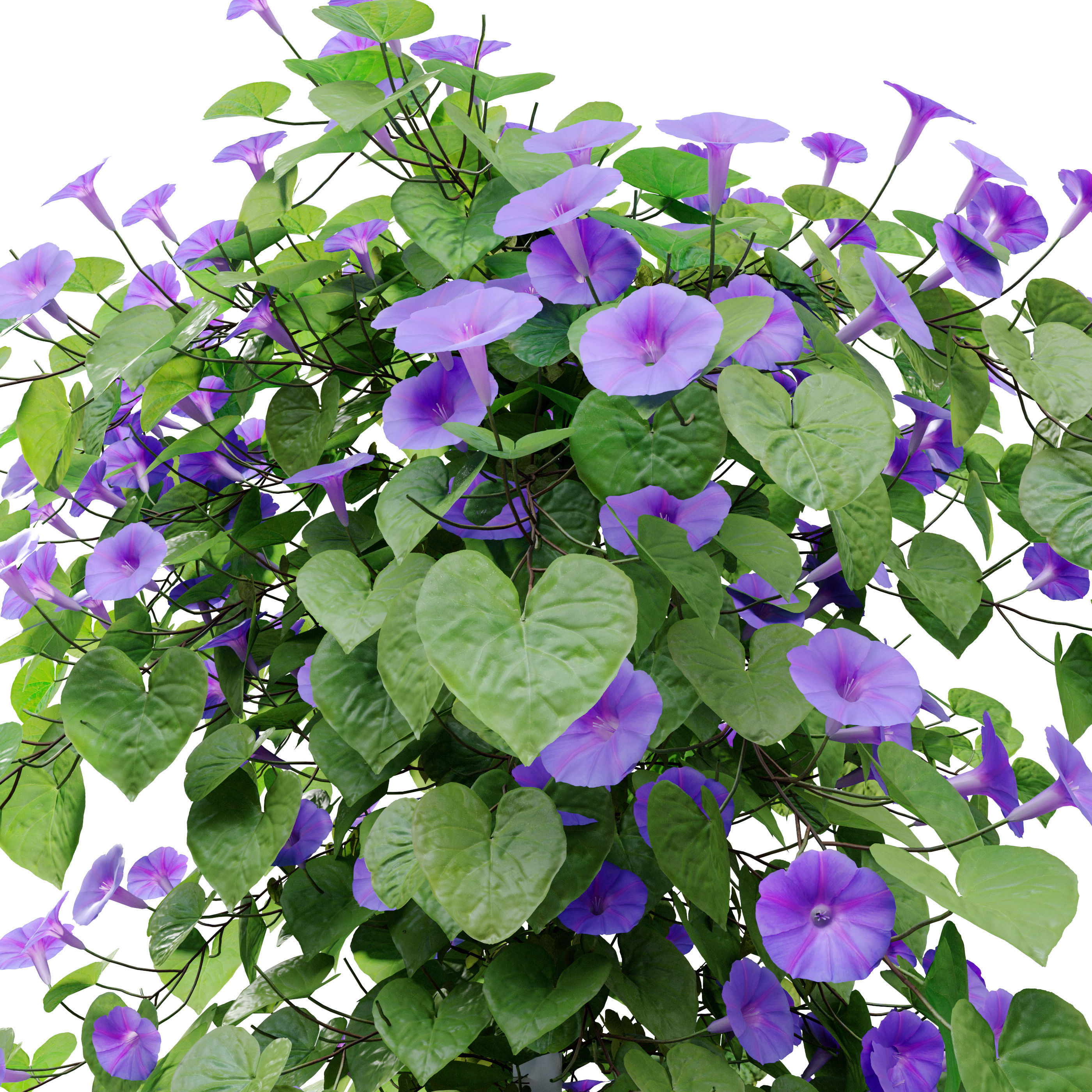 Ipomoea indica 3D model_1