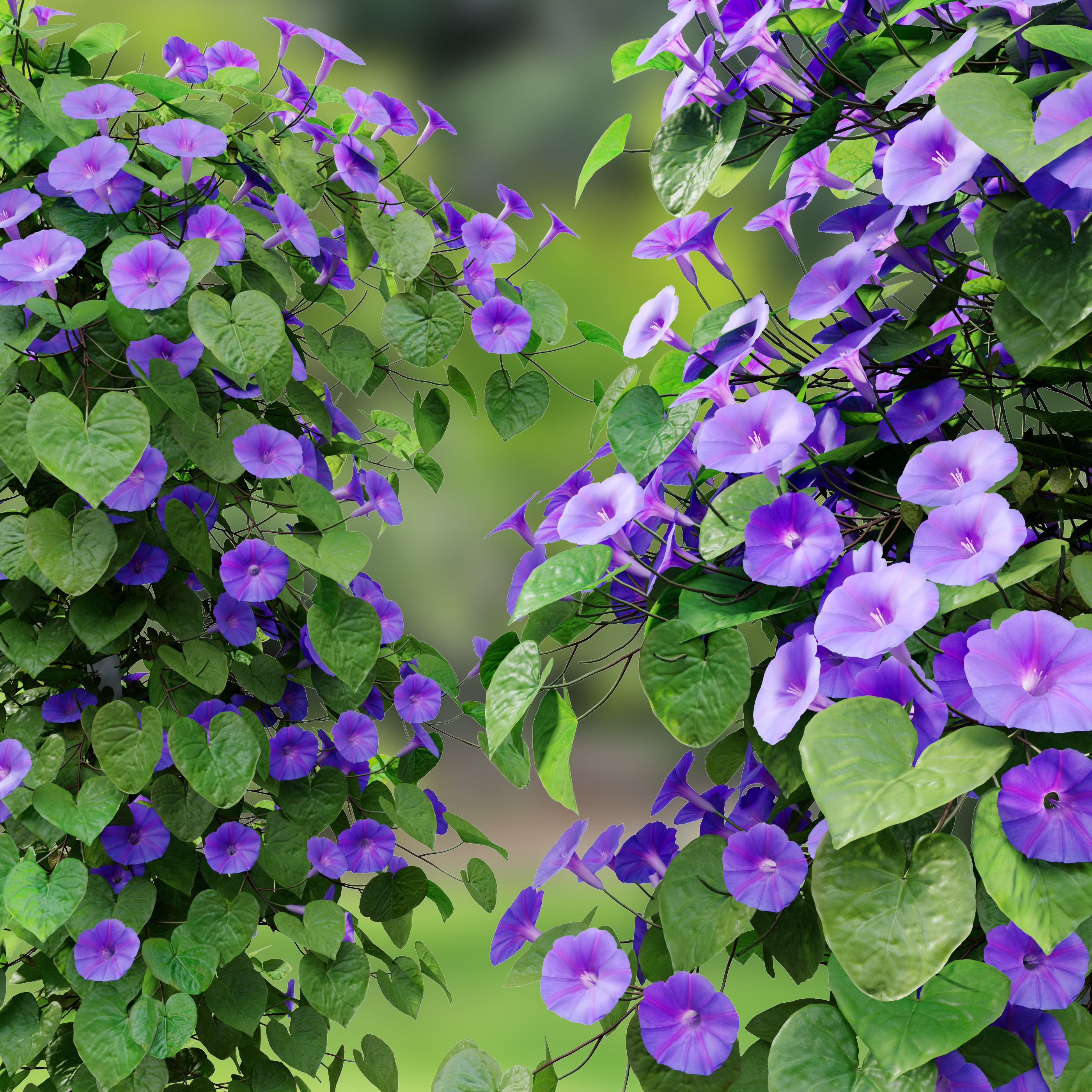 Ipomoea indica 3D model_3