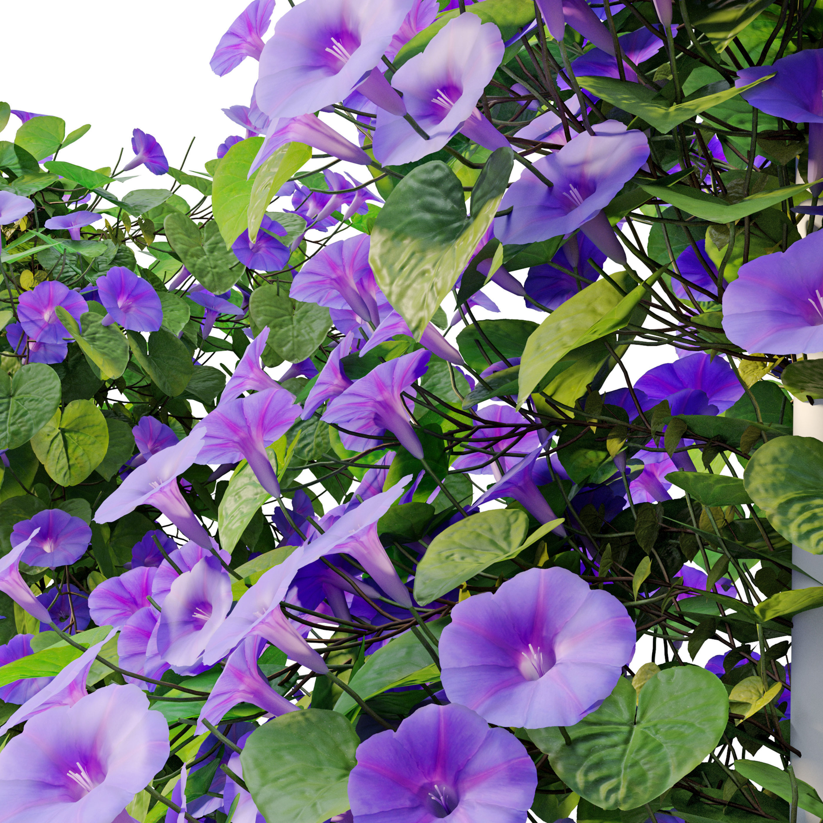 Ipomoea indica 3D model_5