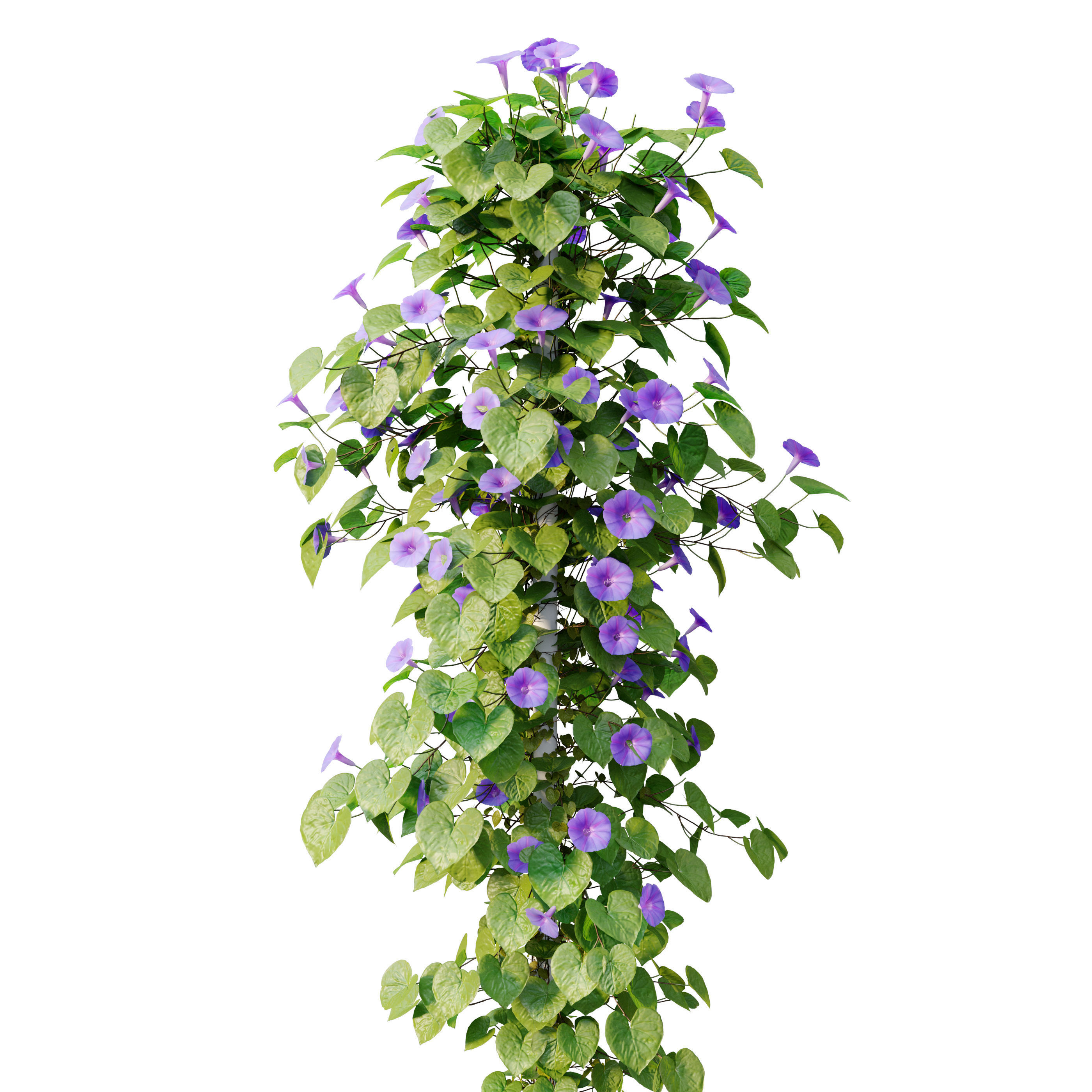 Ipomoea indica 3D model_4