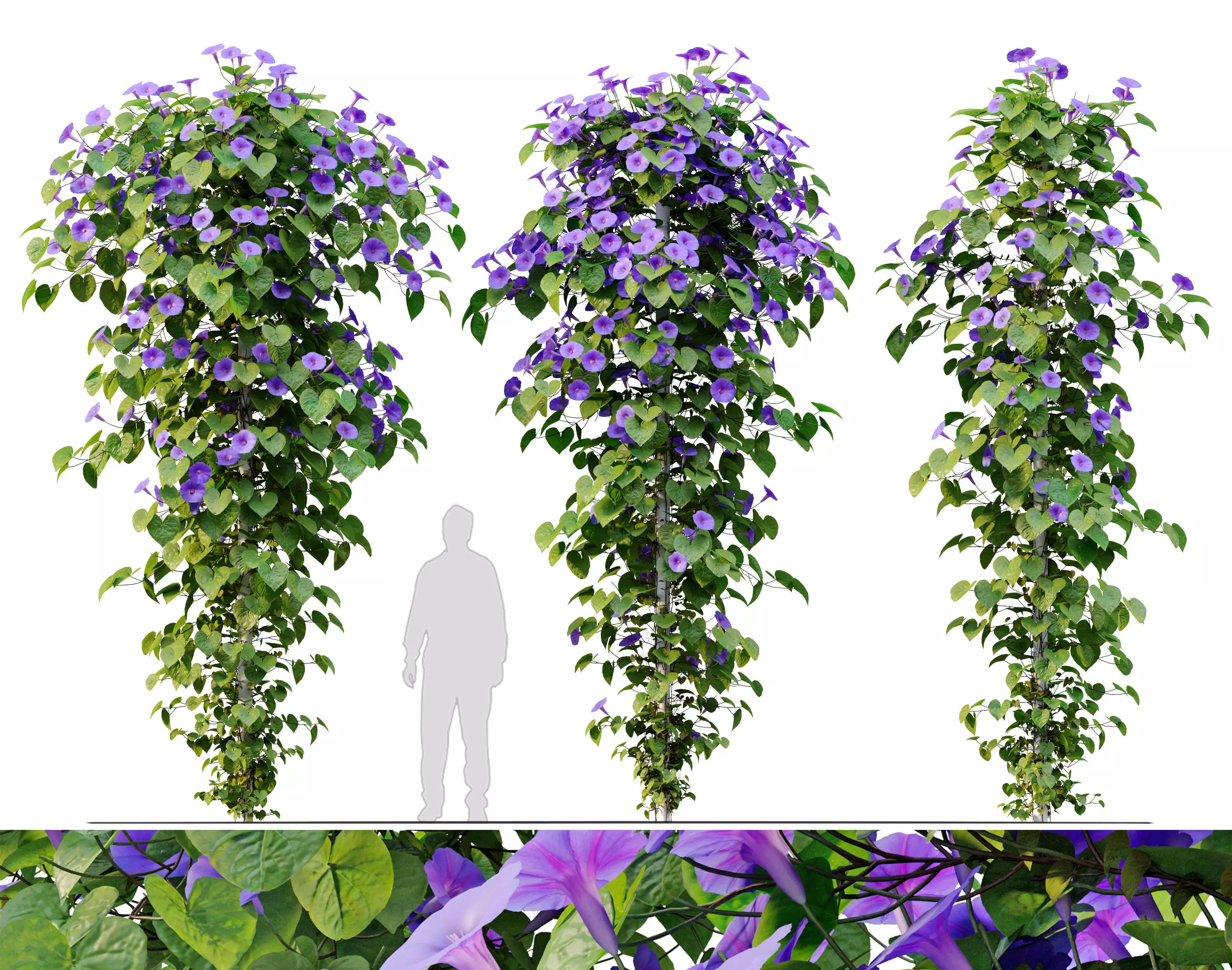 Ipomoea indica 3D model_0