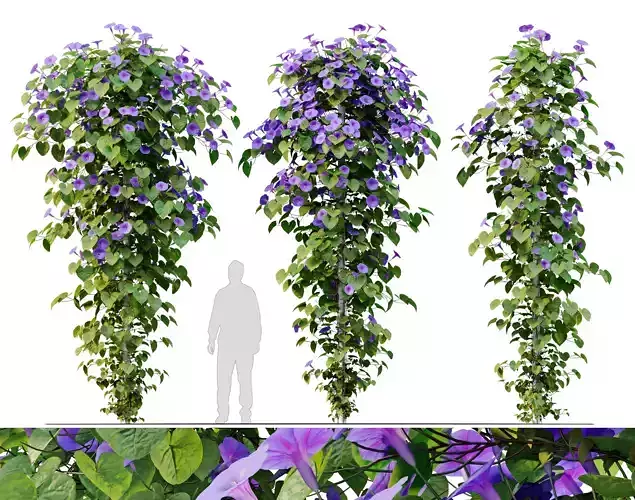 Ipomoea indica 3D model