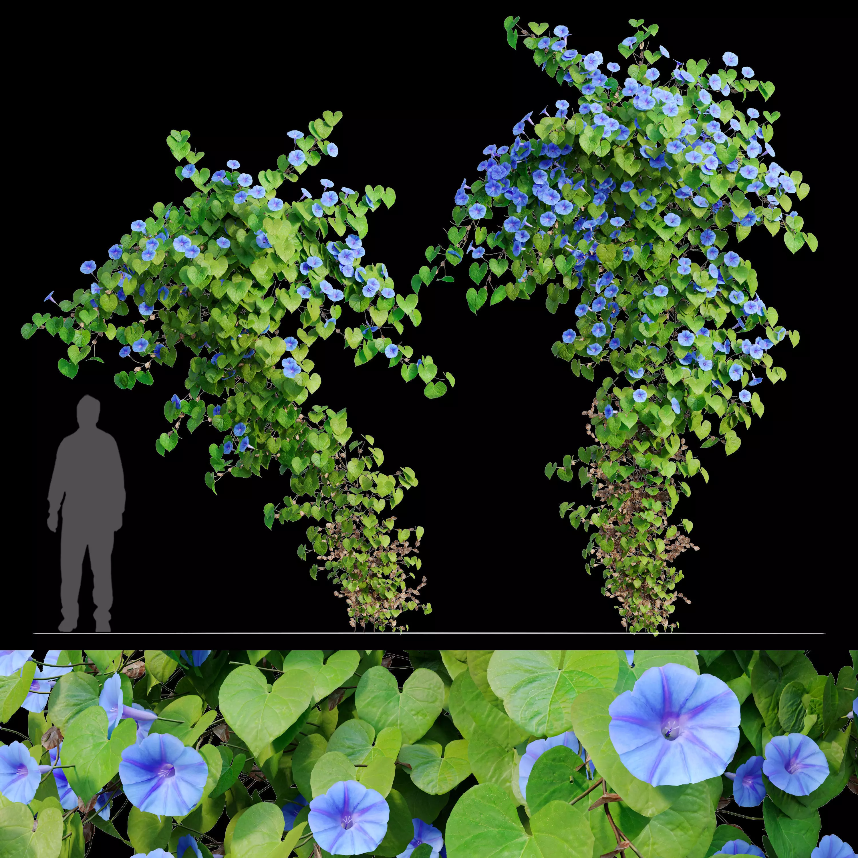 Ipomoea indica 02 3D model