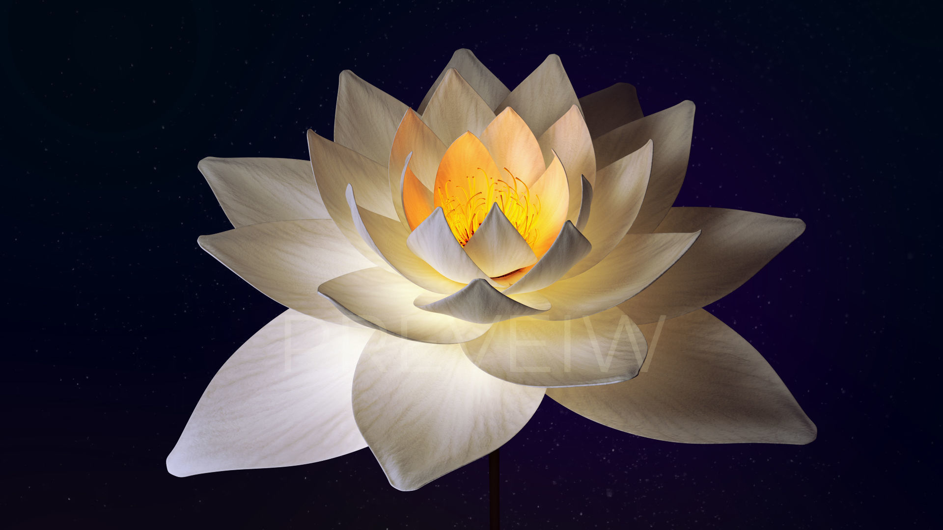 White Lotus- Water Lily 3d Animated 3D model_8
