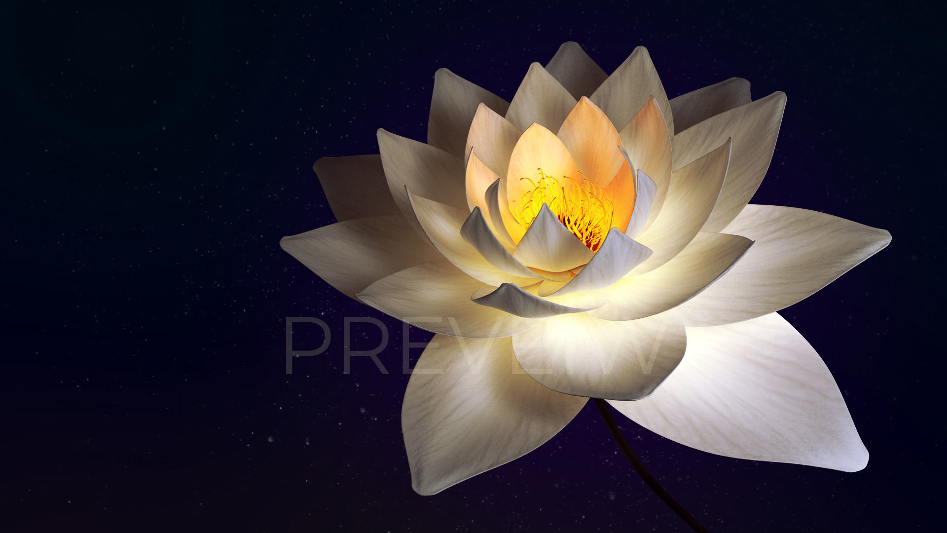 White Lotus- Water Lily 3d Animated 3D model_3