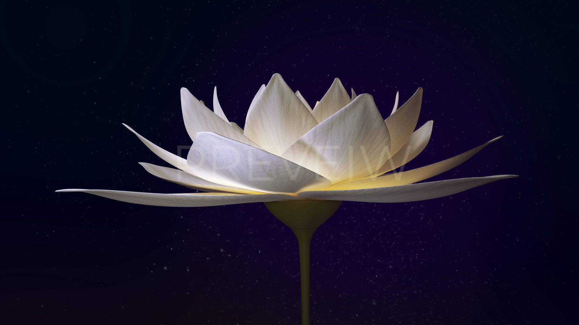 White Lotus- Water Lily 3d Animated 3D model_7