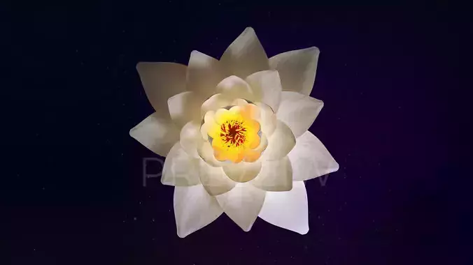 White Lotus- Water Lily 3d Animated 3D model