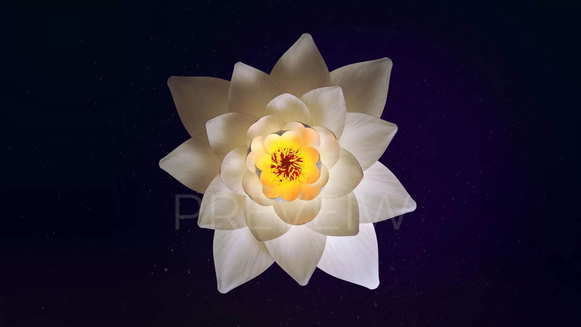 White Lotus- Water Lily 3d Animated 3D model_0