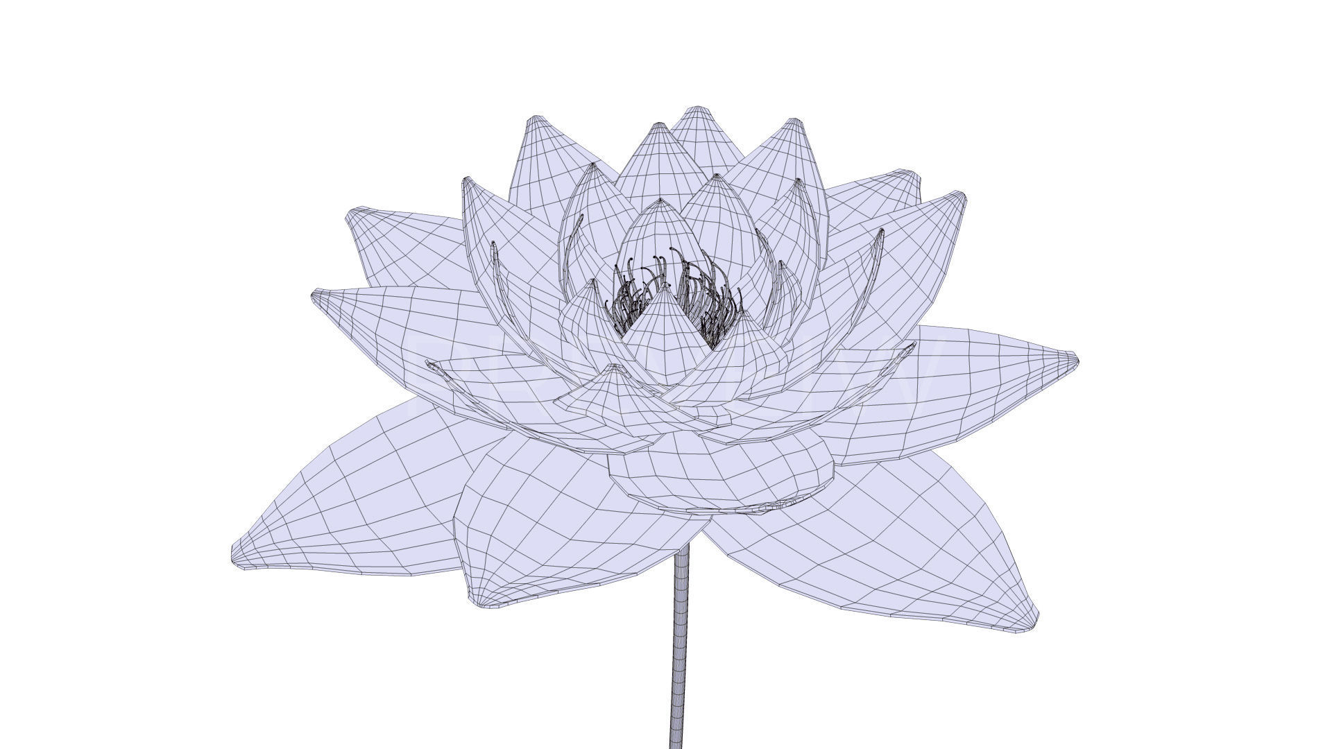 White Lotus- Water Lily 3d Animated 3D model_5