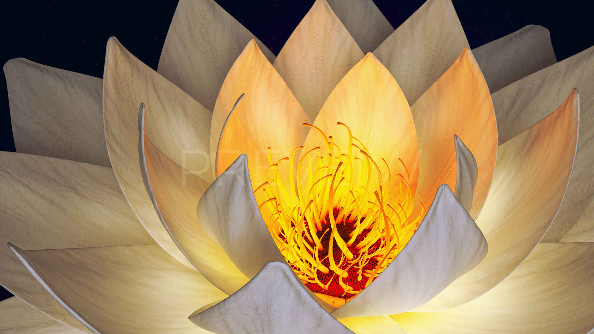 White Lotus- Water Lily 3d Animated 3D model_6