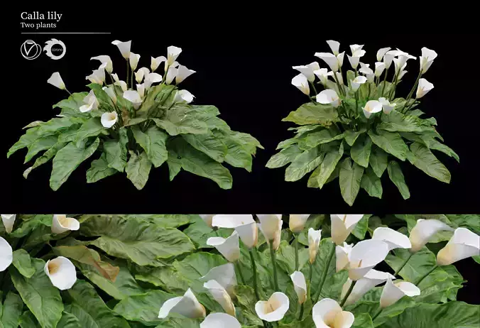 calla lily