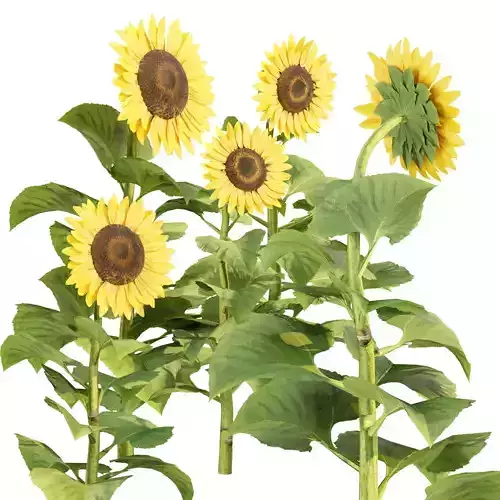 Sunflowers vol 151