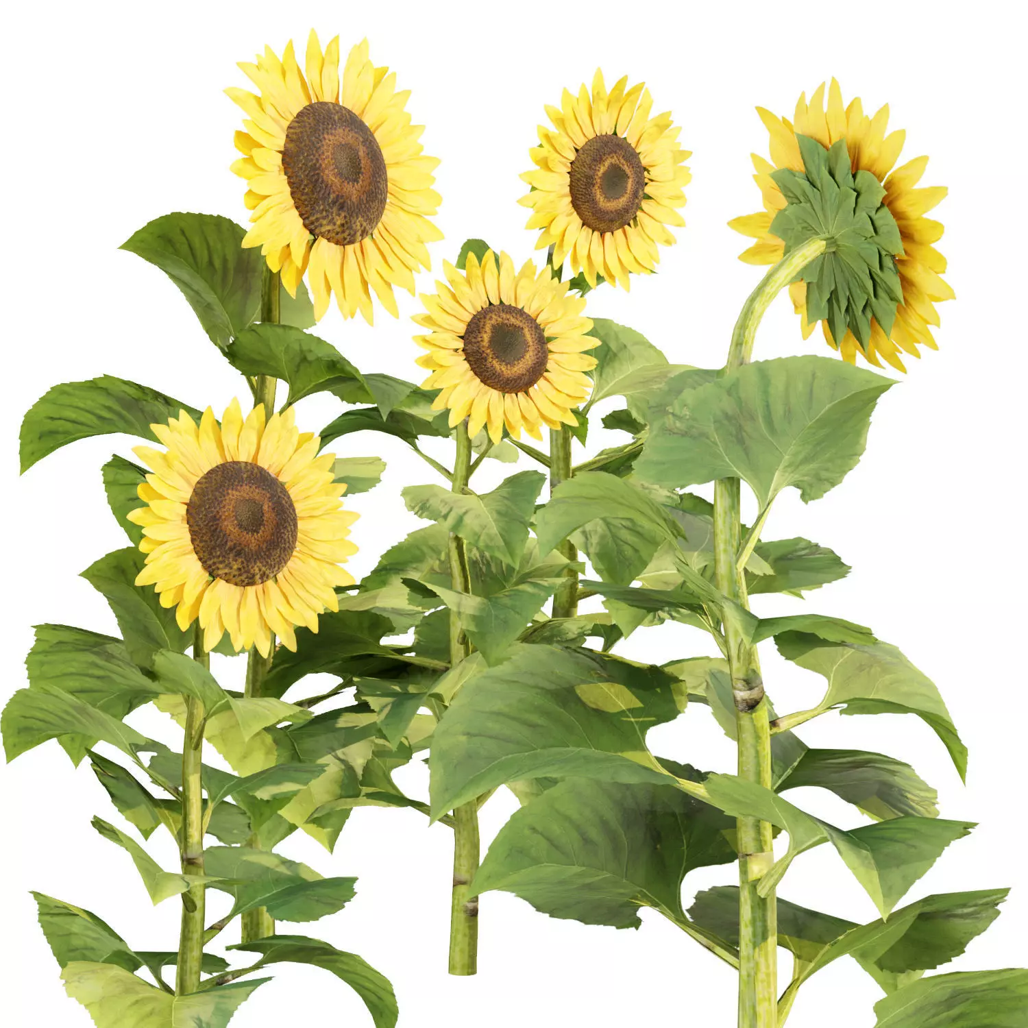 Sunflowers vol 151 3D model