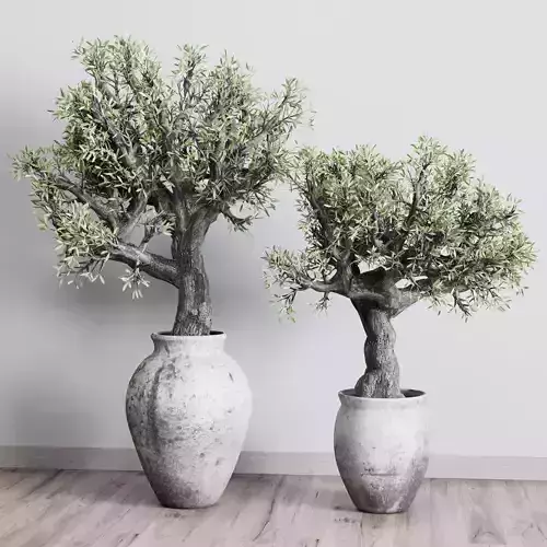 Old Olive Tree in dirty concrete pot - outdoor plant 134 Low-poly 3D model
